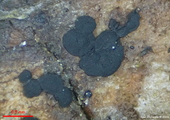 Bloxamia truncata