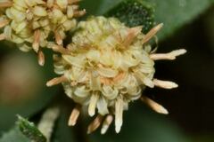 Baccharis sordescens