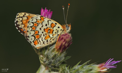 Melitaea ornata