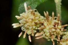 Baccharis sordescens