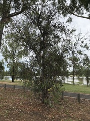 Eucalyptus stricklandii