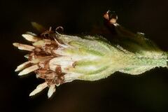 Baccharis sordescens