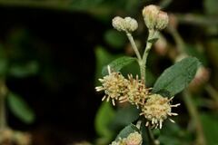 Baccharis sordescens