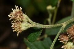 Baccharis sordescens