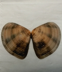 Macridiscus aequilatera