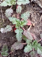 Alchemilla arvensis