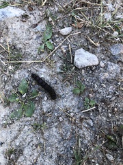 Hemileuca eglanterina