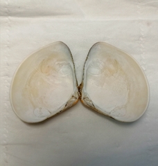 Macridiscus aequilatera