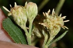 Baccharis sordescens