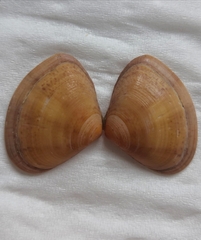 Macridiscus aequilatera