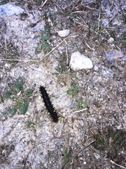 Hemileuca eglanterina