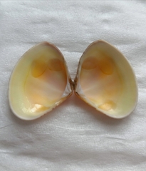 Macridiscus aequilatera