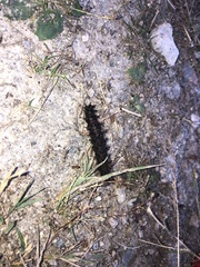 Hemileuca eglanterina