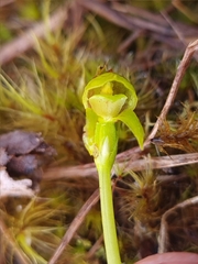 Waireia stenopetala