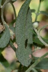 Baccharis sordescens