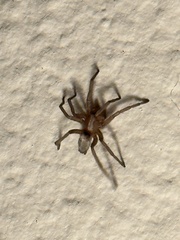 Araneae