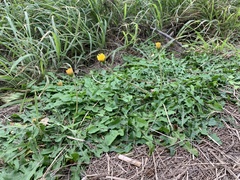 Taraxacum formosanum