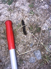 Hemileuca eglanterina