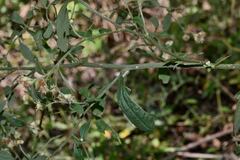 Baccharis sordescens