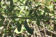 Baccharis sordescens