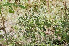 Baccharis sordescens