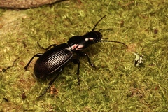 Cratoferonia phylarchus