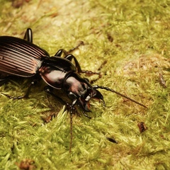 Cratoferonia phylarchus