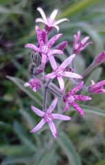 Oxypetalum solanoides