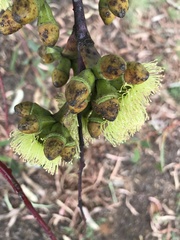 Eucalyptus stricklandii