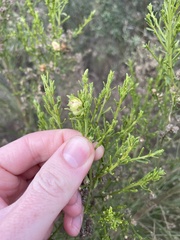 Rhopalomyia californica