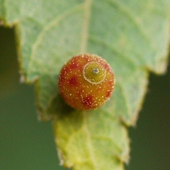 Caryomyia viscidolium