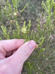 Rhopalomyia californica