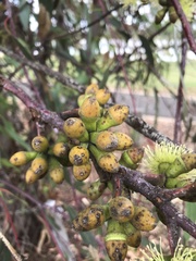 Eucalyptus stricklandii