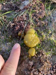 Colpomenia tuberculata