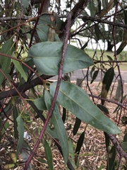 Eucalyptus stricklandii