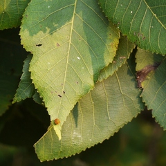 Caryomyia viscidolium