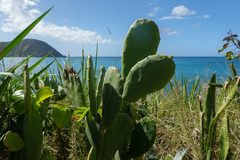 Opuntia cochenillifera