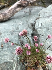 Armeria curvifolia