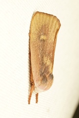 Cryptophasa rubescens