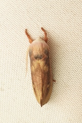 Cryptophasa rubescens