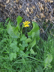 Wyethia glabra
