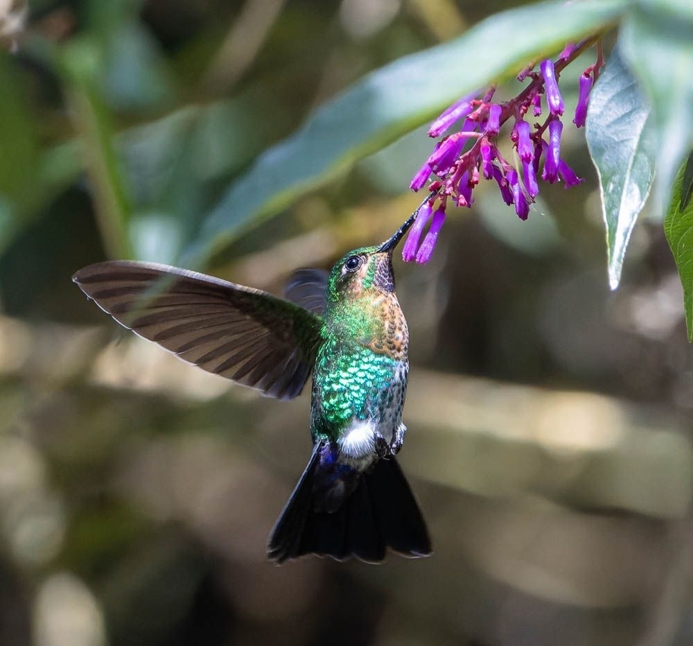 Glowing Puffleg
