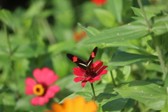 Heliconius erato
