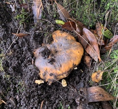 Cantharellus californicus