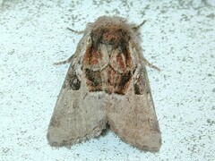 Meropleon diversicolor