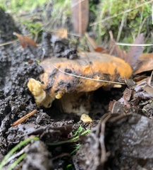 Cantharellus californicus