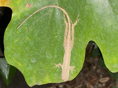 Anolis cupreus