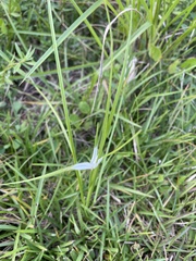 Rhynchospora colorata