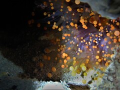 Pseudocorynactis caribbeorum