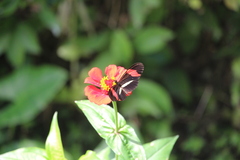 Heliconius erato